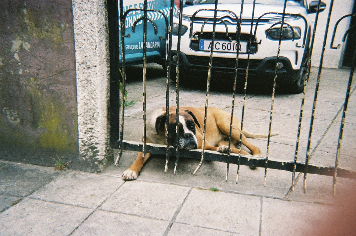 Hund in Portugal, Einwegkamera